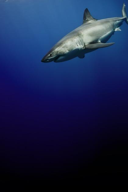 Cuba's Secret Shark Lair