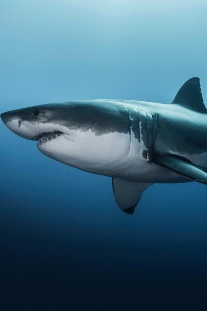 Great White Abyss