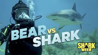 Bear vs. Shark
