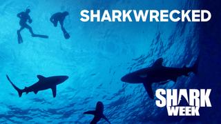 Sharkwrecked