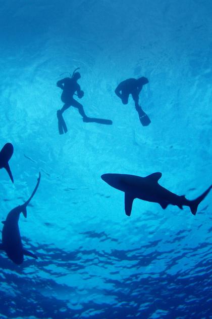 Sharkwrecked