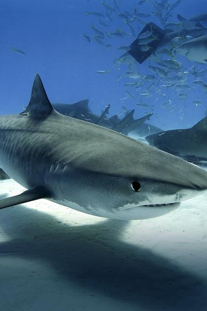 Tiger Shark Invasion