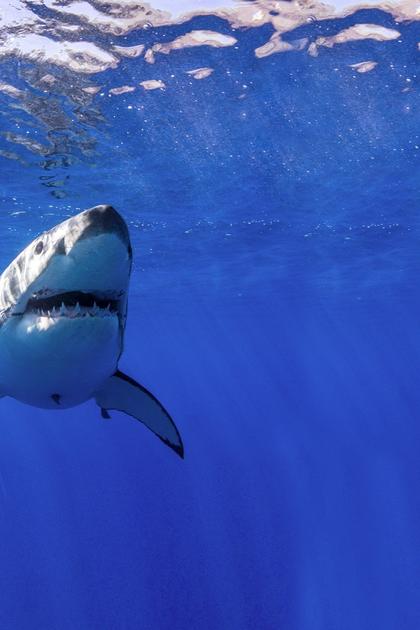 Great White Shark Babies