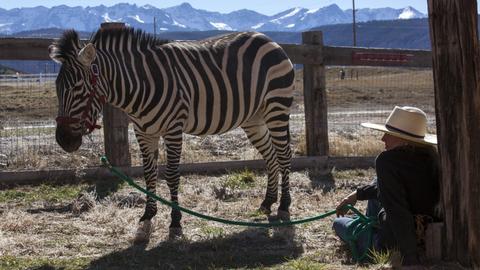 A Horse of a Different Color