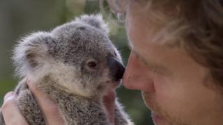 Island of Koalas Island of Koalas