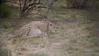 Cheetahs of the Desert