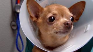 Dr. Jeff: Rocky Mountain Vet
