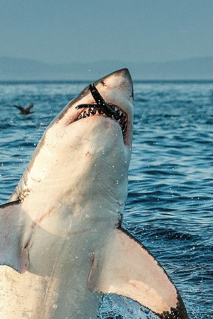 Shark Week's 50 Best Bites