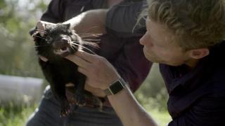 Wild Tasmanian Devils Wild Tasmanian Devils
