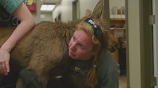 Critter Care
