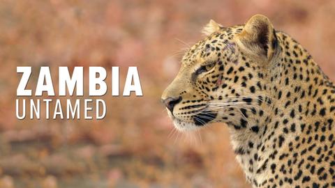 Zambia Untamed