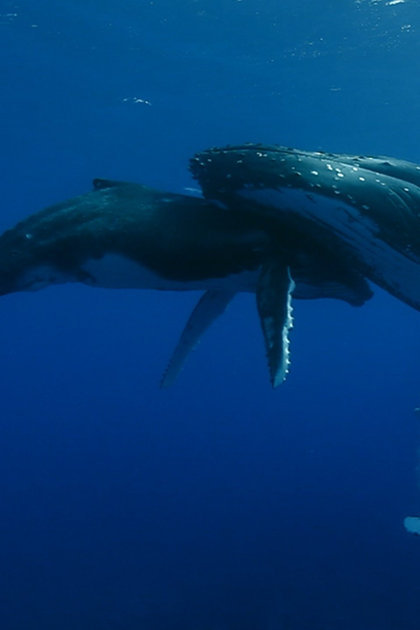 Titans of the Deep
