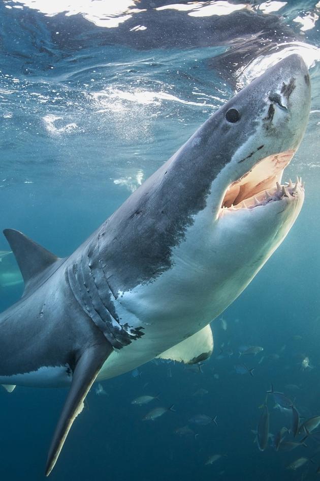 Shark Week's Most Intense Encounters
