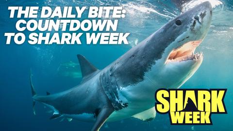 The Daily Bite: Countdown to Shark Week