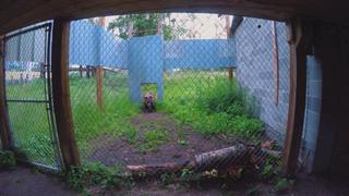 Wild Wild Grizzly