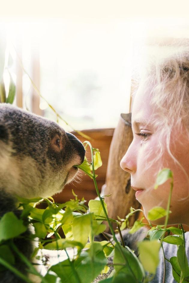 Dodo Heroes: Courage Up Close