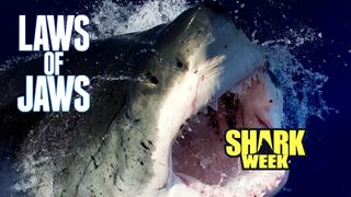 Laws of Jaws