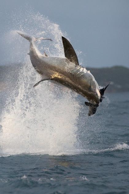 Air Jaws: Back From the Dead