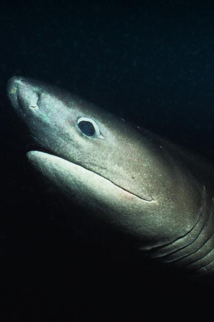 Shark Week's Alien Sharks