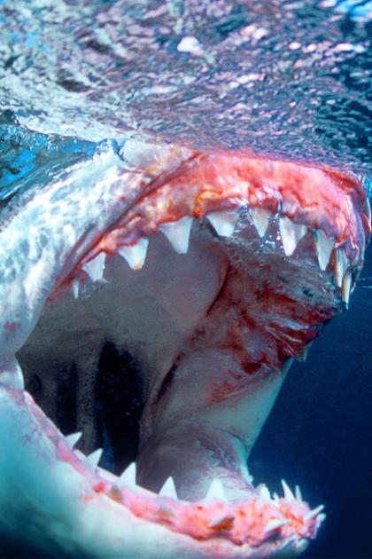 Megalodon: Fact vs. Fiction