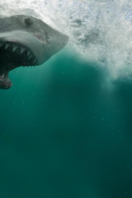 Return of the Megashark