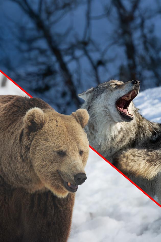 Wolf vs. Bear