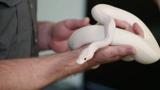 Princess and the Python Princess and the Python