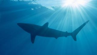 Nurse Sharks Nurse Sharks