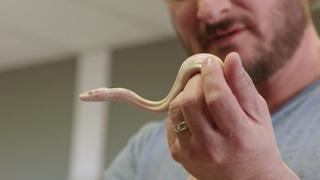 Samurai Snake Territory