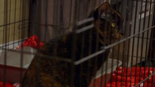 My Cat From Hell