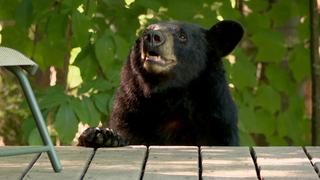 Don't Feed the Bears Don't Feed the Bears