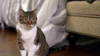 My Cat From Hell