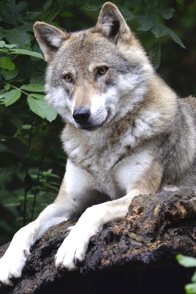 The Wolf: Marine Mammal Evolution Unfolding
