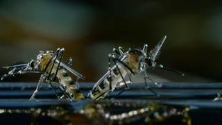 Beauty or Beast Beauty or Beast