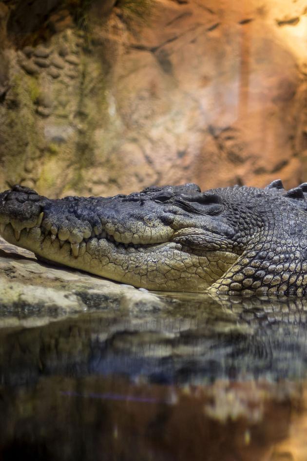 Life in the Reeds: Where the Hunters Become the Hunted