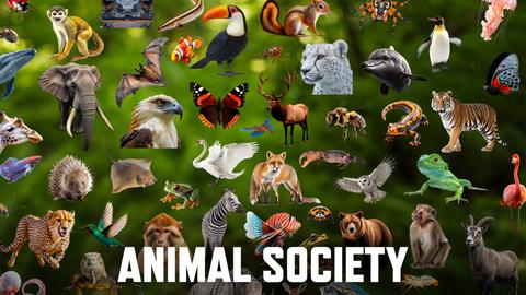 Animal Society