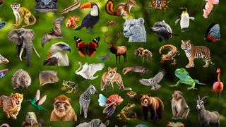 Birds