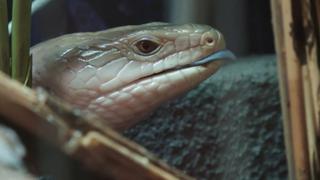 Jurassic Blue-Tongued Skink Jurassic Blue-Tongued Skink
