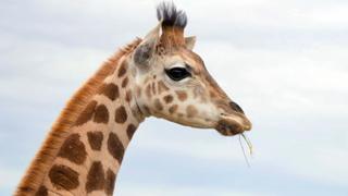 Giraffe Road Trip Giraffe Road Trip