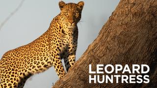 Leopard Huntress