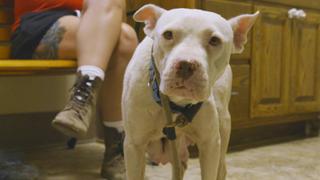 Sneaky Pit Bull Avoids Rescue for Months