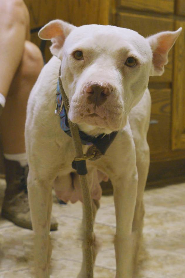 Pit Bulls and Parolees: Harrowing Rescues