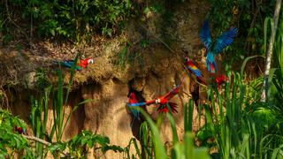 Welcome to the Jungle