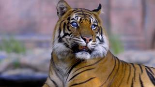 Tiger Eyes Tiger Eyes