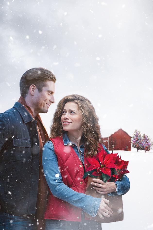 Poinsettias for Christmas