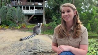 Bindi's Lemur Island Bindi's Lemur Island