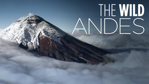 The Wild Andes