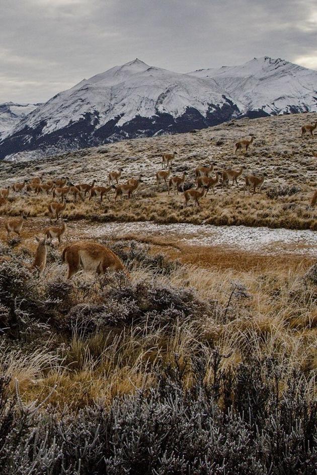 The Wild Andes