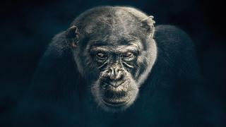Chimpanzee Chimpanzee