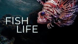 Fish Life